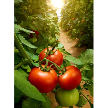 Fresh Tomato 